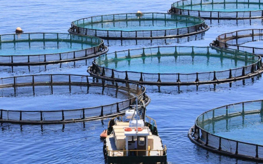 fondo pesca acqualcoltura domande - trsconsulting